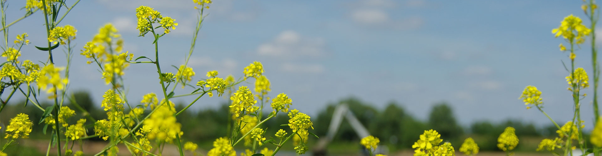 carousel